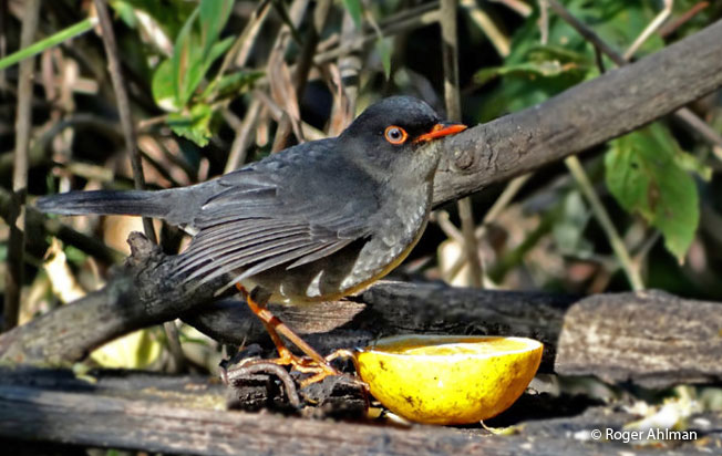 slaty-backed_nightlingale