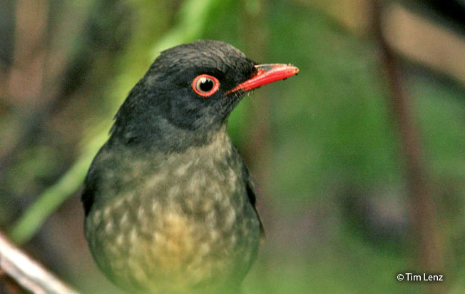 slaty-backed_nightlingale