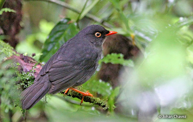 slaty-backed_nightlingale