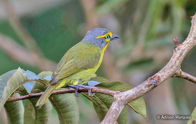 slaty-capped_shrike-vireo