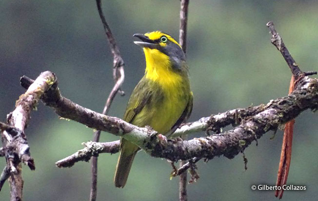 slaty-capped_shrike-vireo