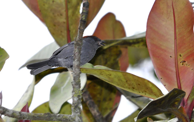 slaty-tanager