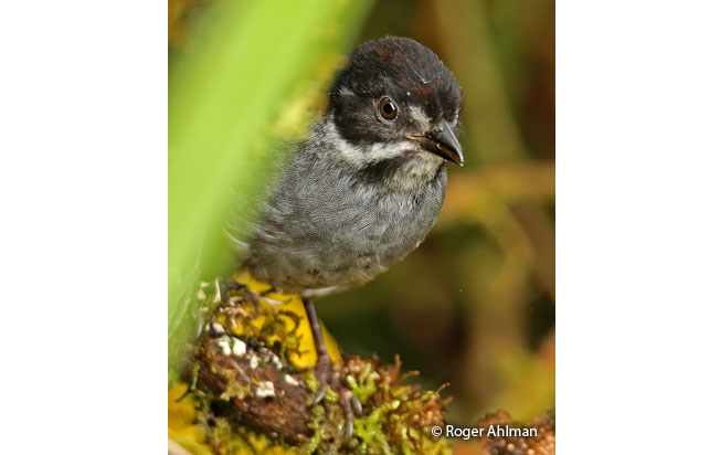 slaty_brush-finch