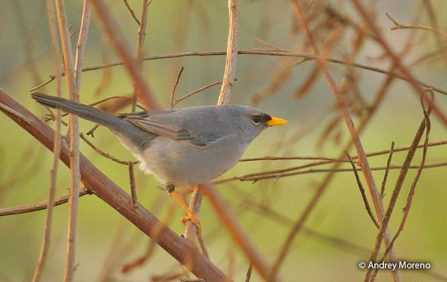 slender-billed_finch