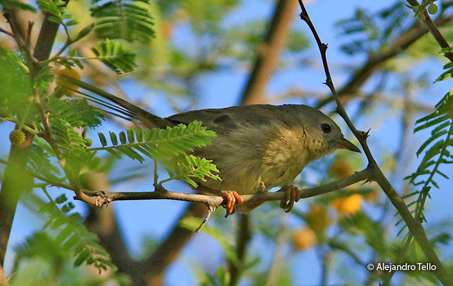 slender-billed_finch