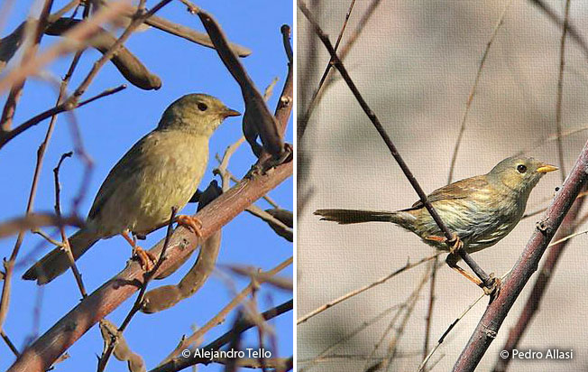 slender-billed_finch