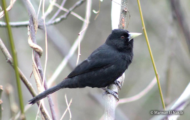 solitary_black_cacique