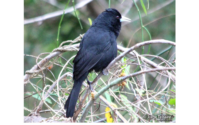 solitary_black_cacique