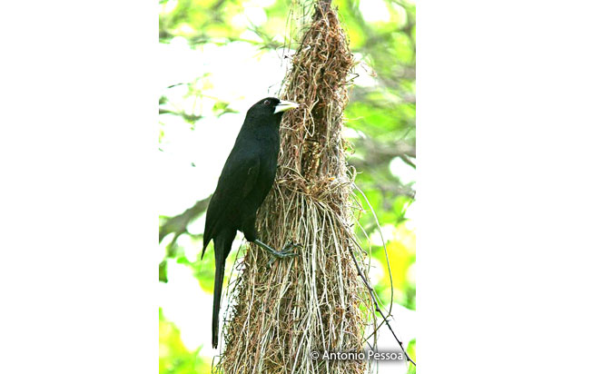 solitary_black_cacique