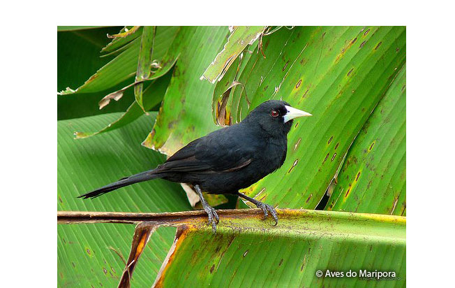 solitary_black_cacique