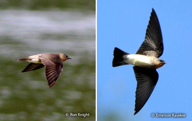 southern-rough-winged_swallow