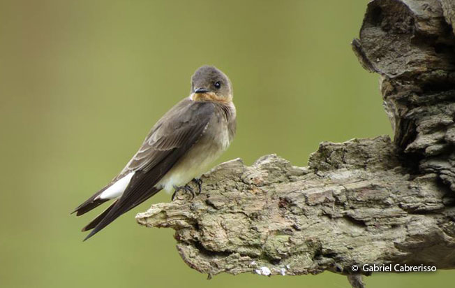 southern-rough-winged_swallow