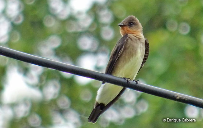 southern-rough-winged_swallow