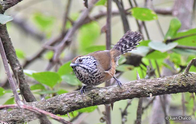 speckle-breasted_wren