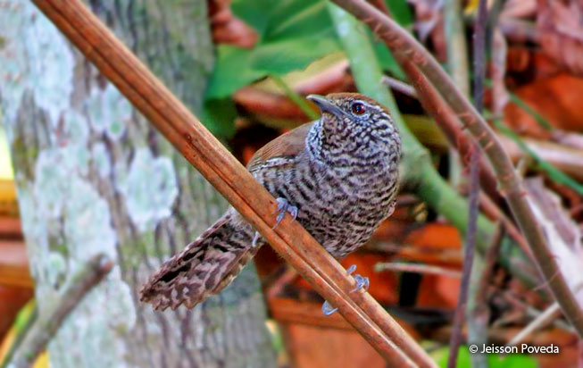 speckle-breasted_wren