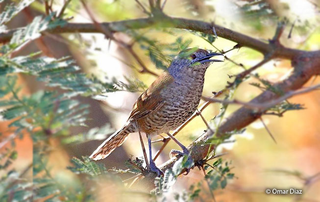 speckle-breasted_wren