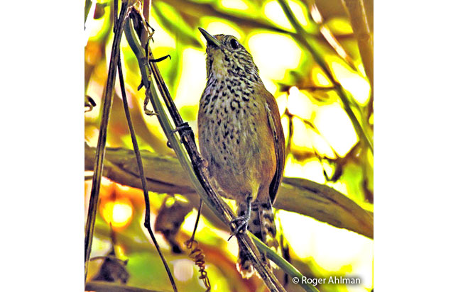 speckle-breasted_wren
