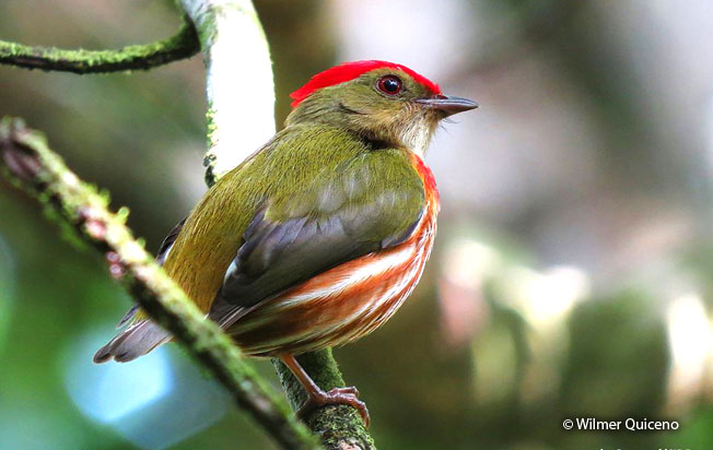 striped_manakin