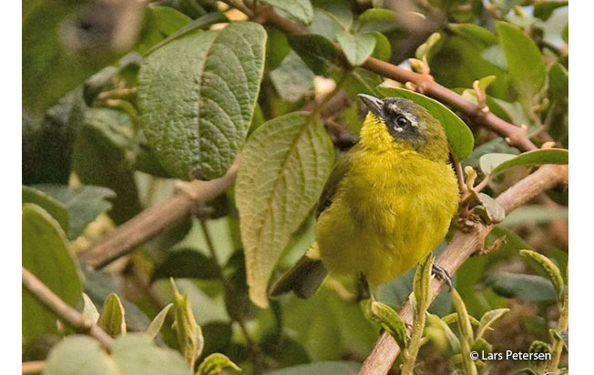 superciliaried_hemispingus