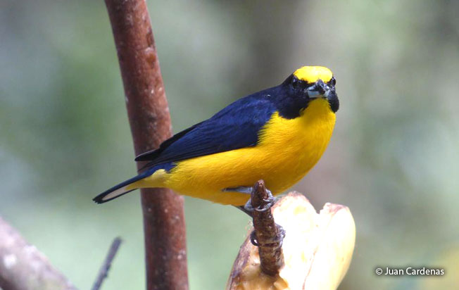 thick-billed_euphonia