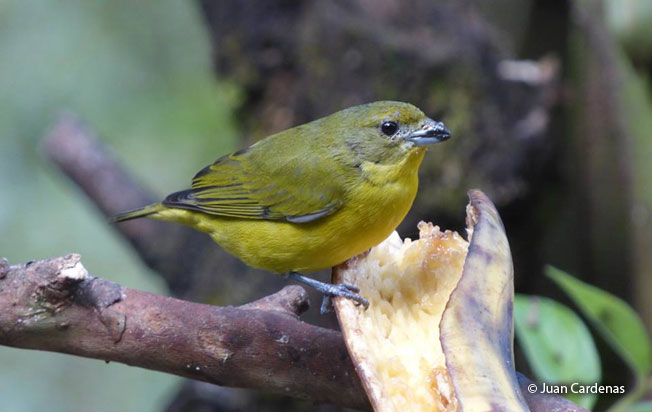 thick-billed_euphonia