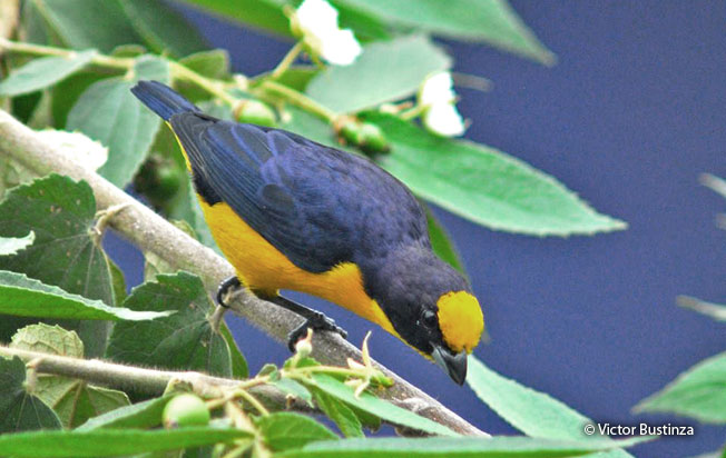thick-billed_euphonia