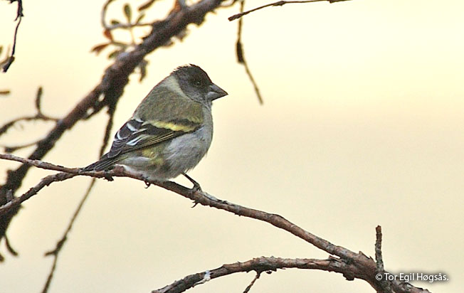 thick-billed_siskin