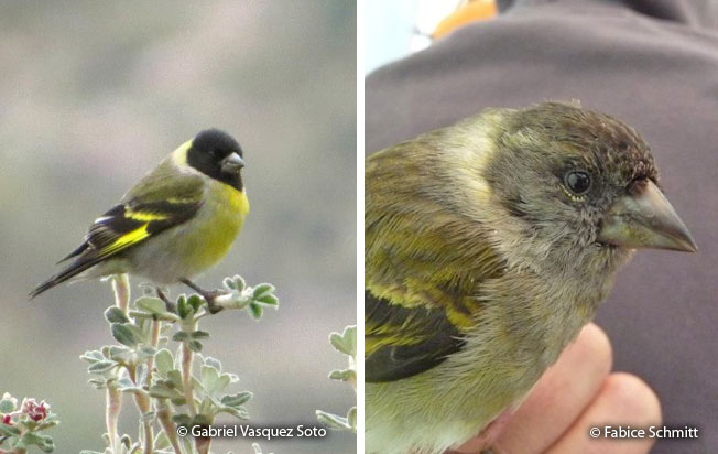 thick-billed_siskin
