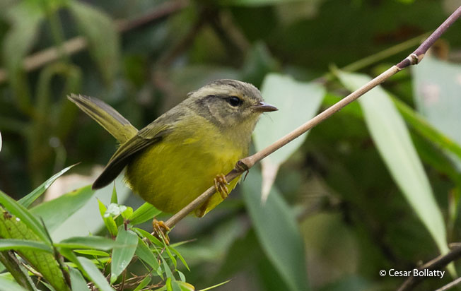 three-banded_warbler