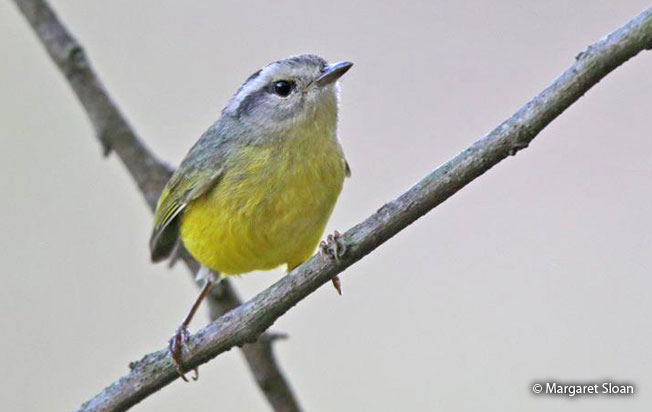 three-banded_warbler