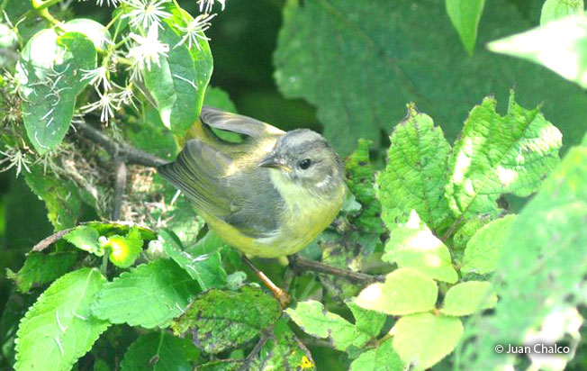 three-banded_warbler