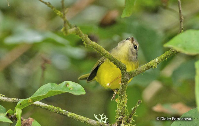 three-banded_warbler