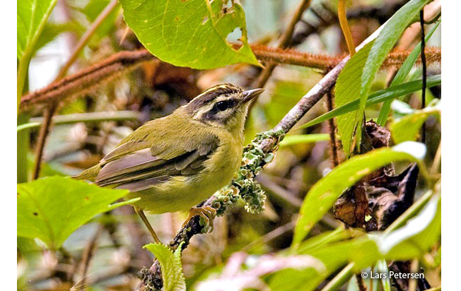 three-striped_warbler