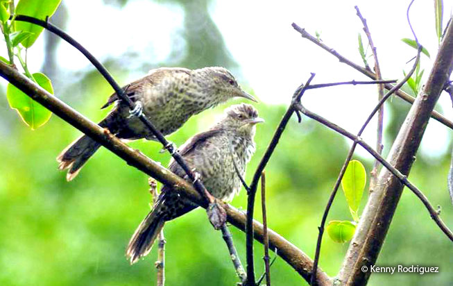 thrush-like_wren