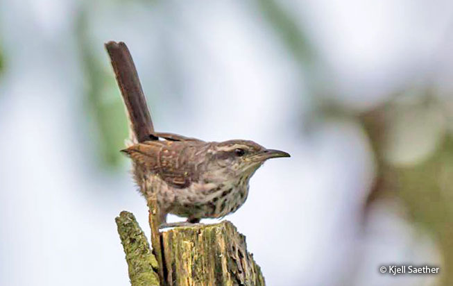 thrush-like_wren