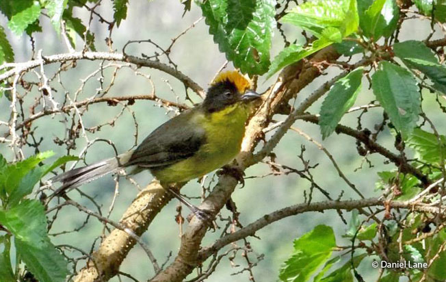 tricolored_brush-finch
