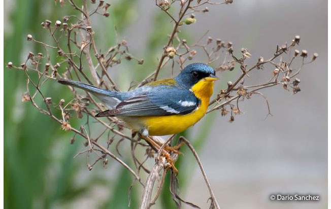 tropical-parula