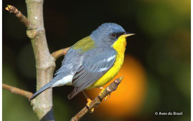 tropical-parula