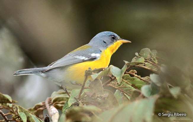 tropical-parula