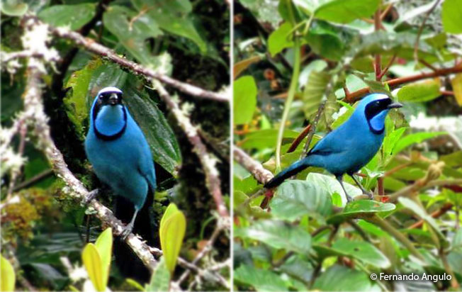 turquoise_jay