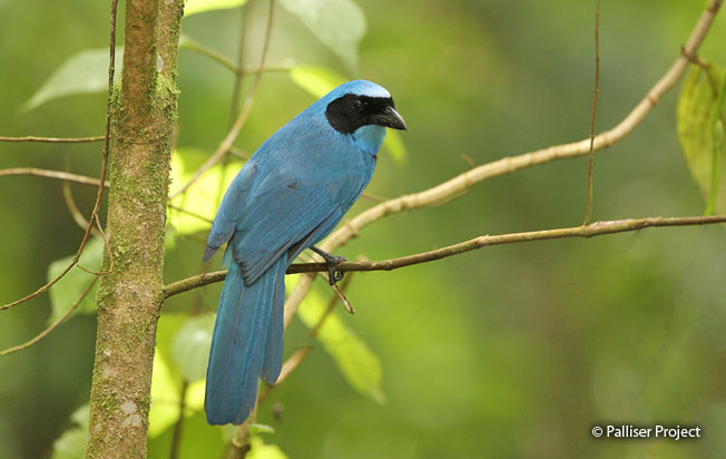 turquoise_jay