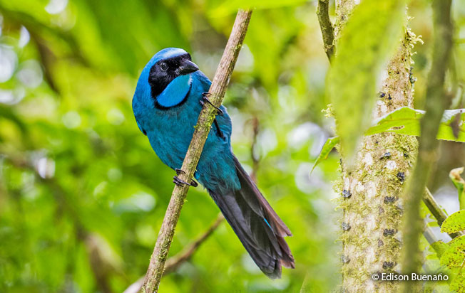 turquoise_jay