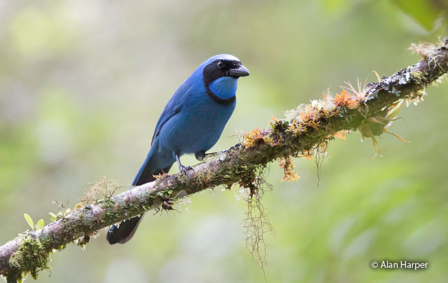 turquoise_jay