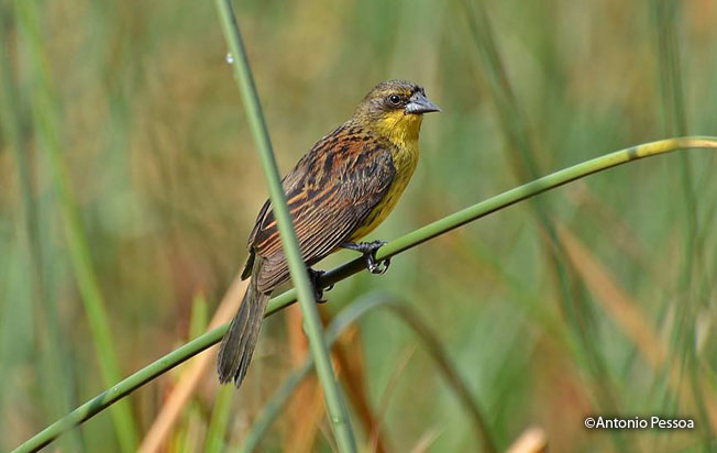 unicolored_blackbird