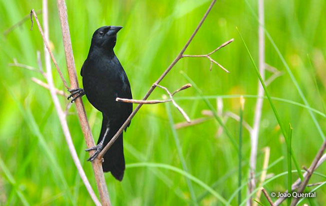 unicolored_blackbird