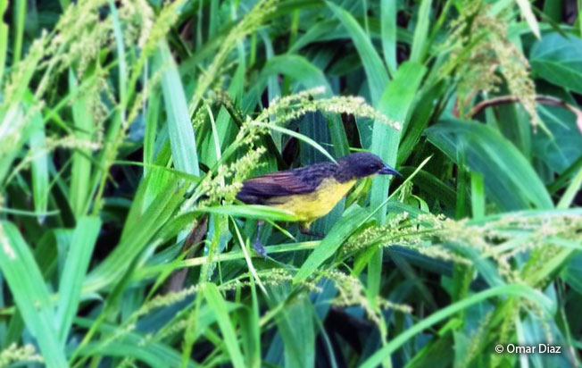 unicolored_blackbird