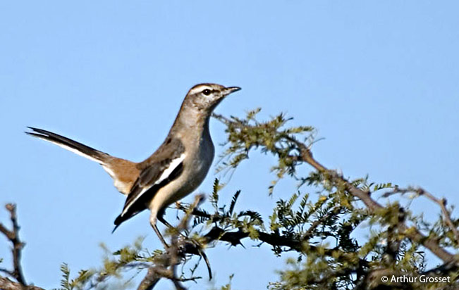 white-banded_mockingbird