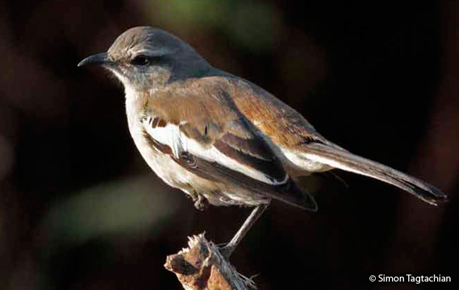 white-banded_mockingbird