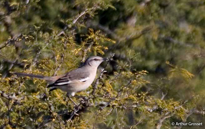 white-banded_mockingbird