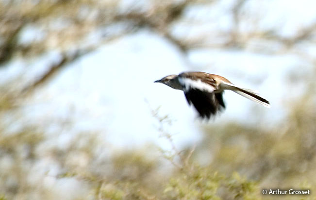white-banded_mockingbird
